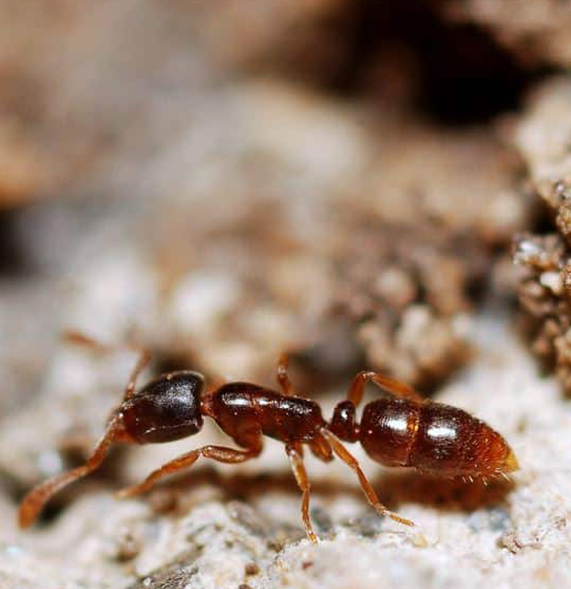 Ants Control in Dubai
