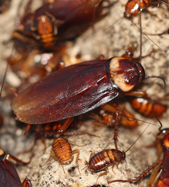 Cockroach Control in Dubai