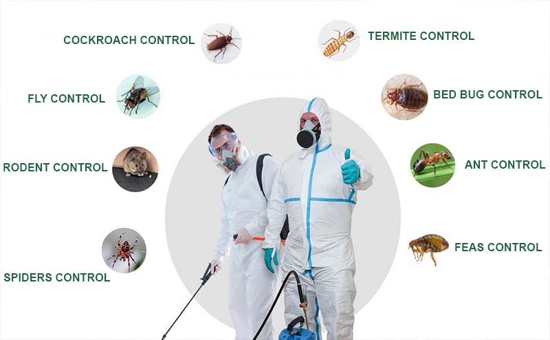 Pest Control Yearly Contract in Dubai
